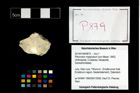 Foto (Objekt + Etikett) von Pithonoton marginatum (von Meyer, 1842)  (NHMW-GEO-2014-0194-0879)